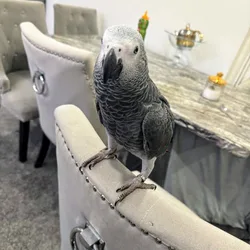 Rehoming African Grey Male
