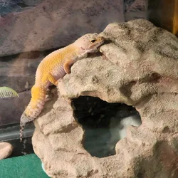 Leopard Gecko + Tank