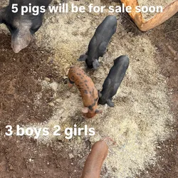 Pigs for sale