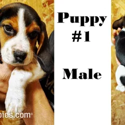 Beagle #1 For Sale