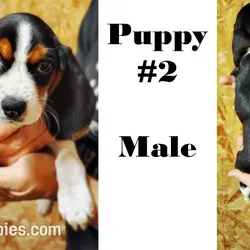Puppy #2 for Sale