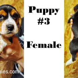 Beagle #3 For Sale