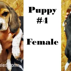 Beagle #4 For Sale
