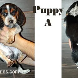 Puppy A For Sale