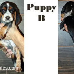 Puppy B For Sale