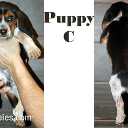 Beagle C for sale