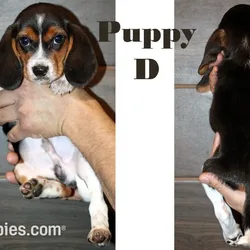 Beagle D For Sale