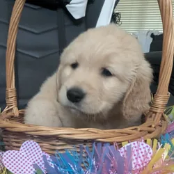 AKC Golden Retriever Boy