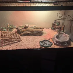 Bearded dragon and tank