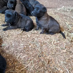 Belgian malanois puppies for sale