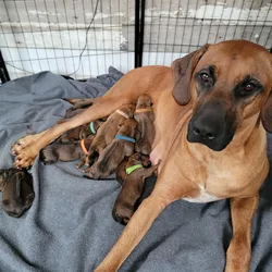 Rhodesian Ridgeback puppies