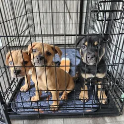 Pocket  Bully Heeler Puppies