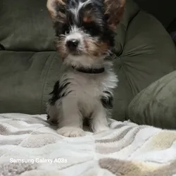 Yorkshire Terrier, Male