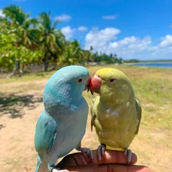 Blue Indian Ringneck