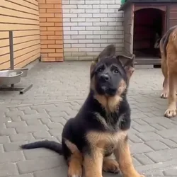 German shepherd puppies