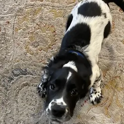 Beautiful, fun-loving Sprocker Spaniel