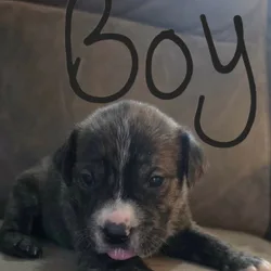 PUPPIES TO GOOD HOMES!