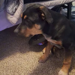 Rottweiler mixed puppies