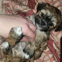 Bichpoo puppies