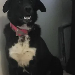 Akita Lab mix