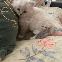 SOLD Heart of Gold Siberians Tulip for sale