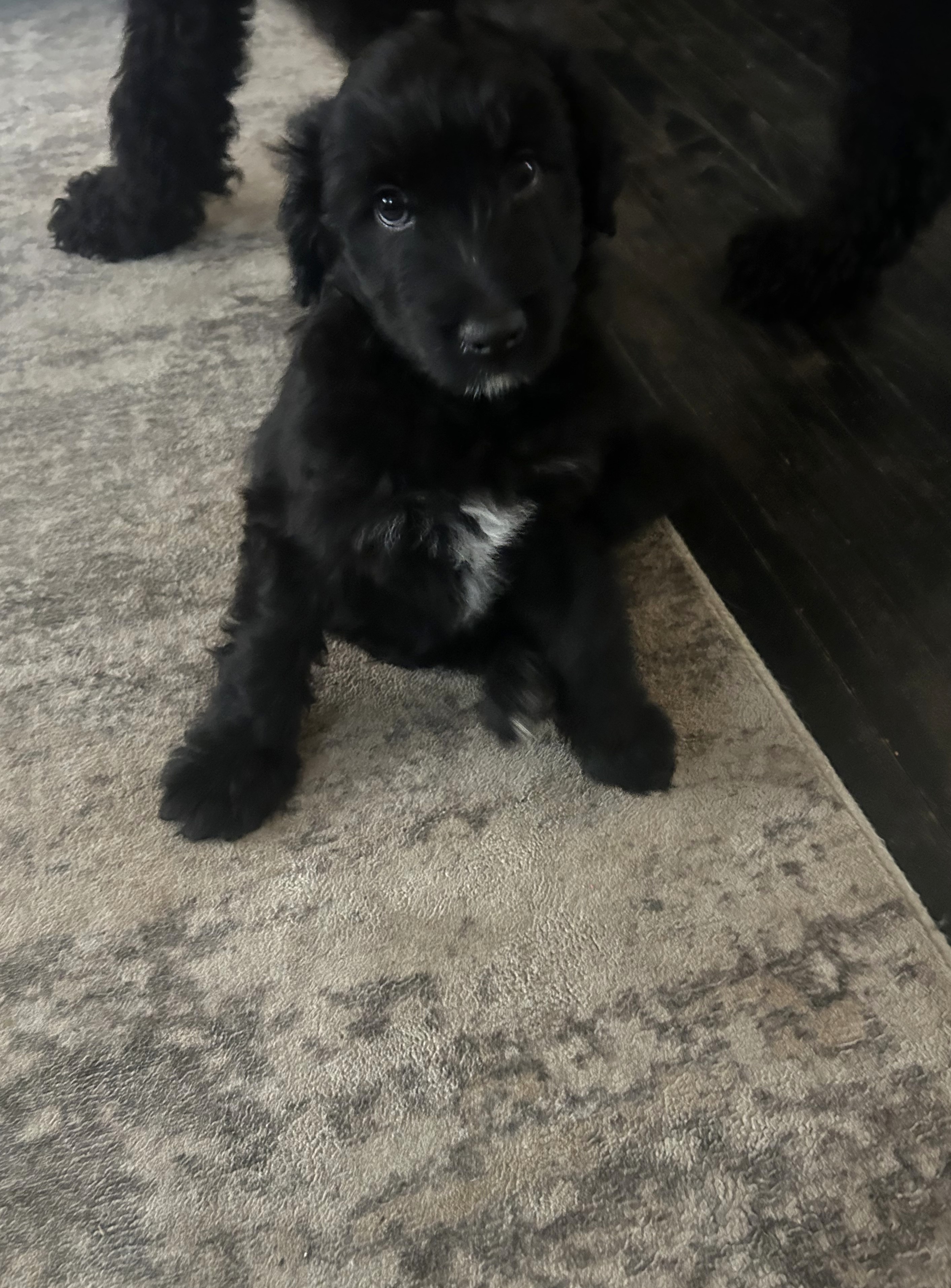 Tiny adorable Aussie doodle puppy image 1