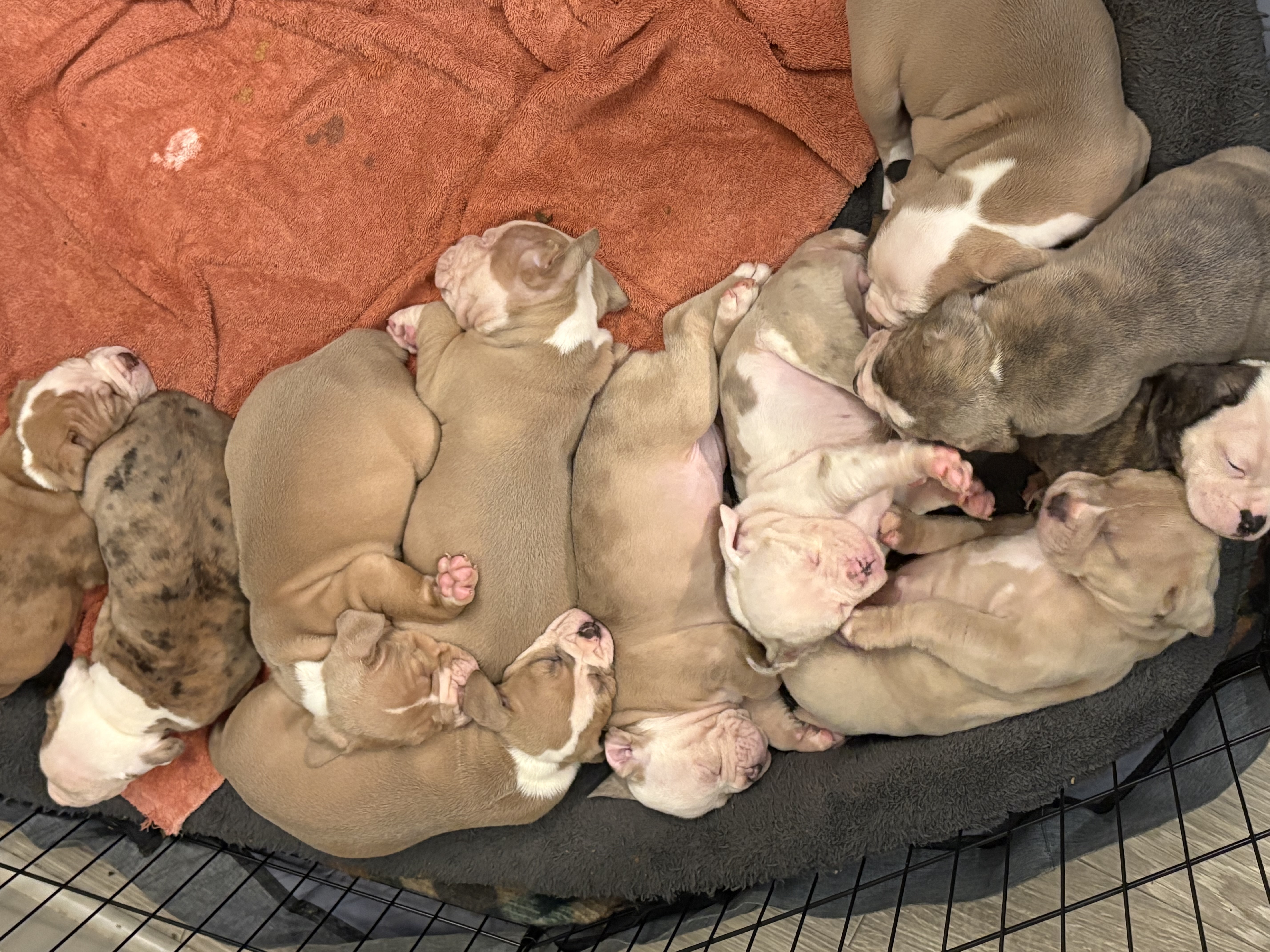 Olde English Bulldogge image 1