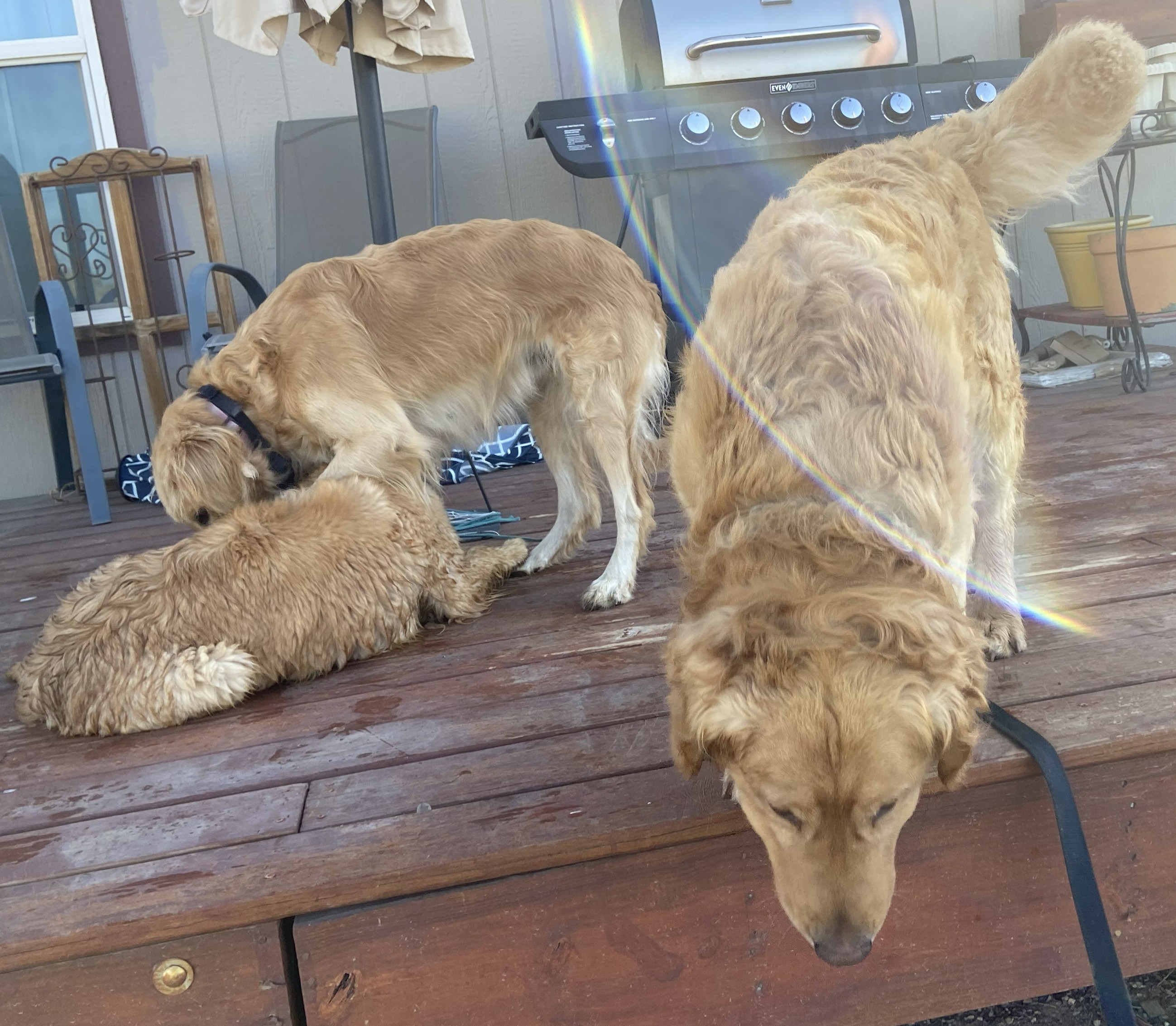 Golden Retriever Adult Male image 3
