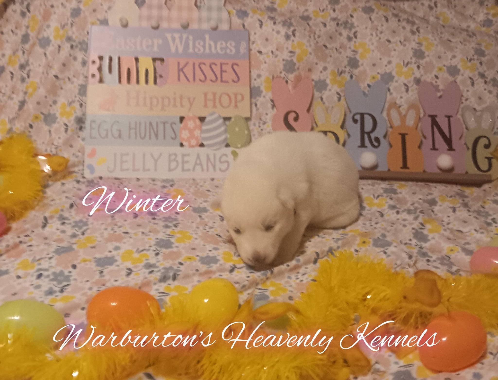 AKC Female Siberian Husky Puppies image 3