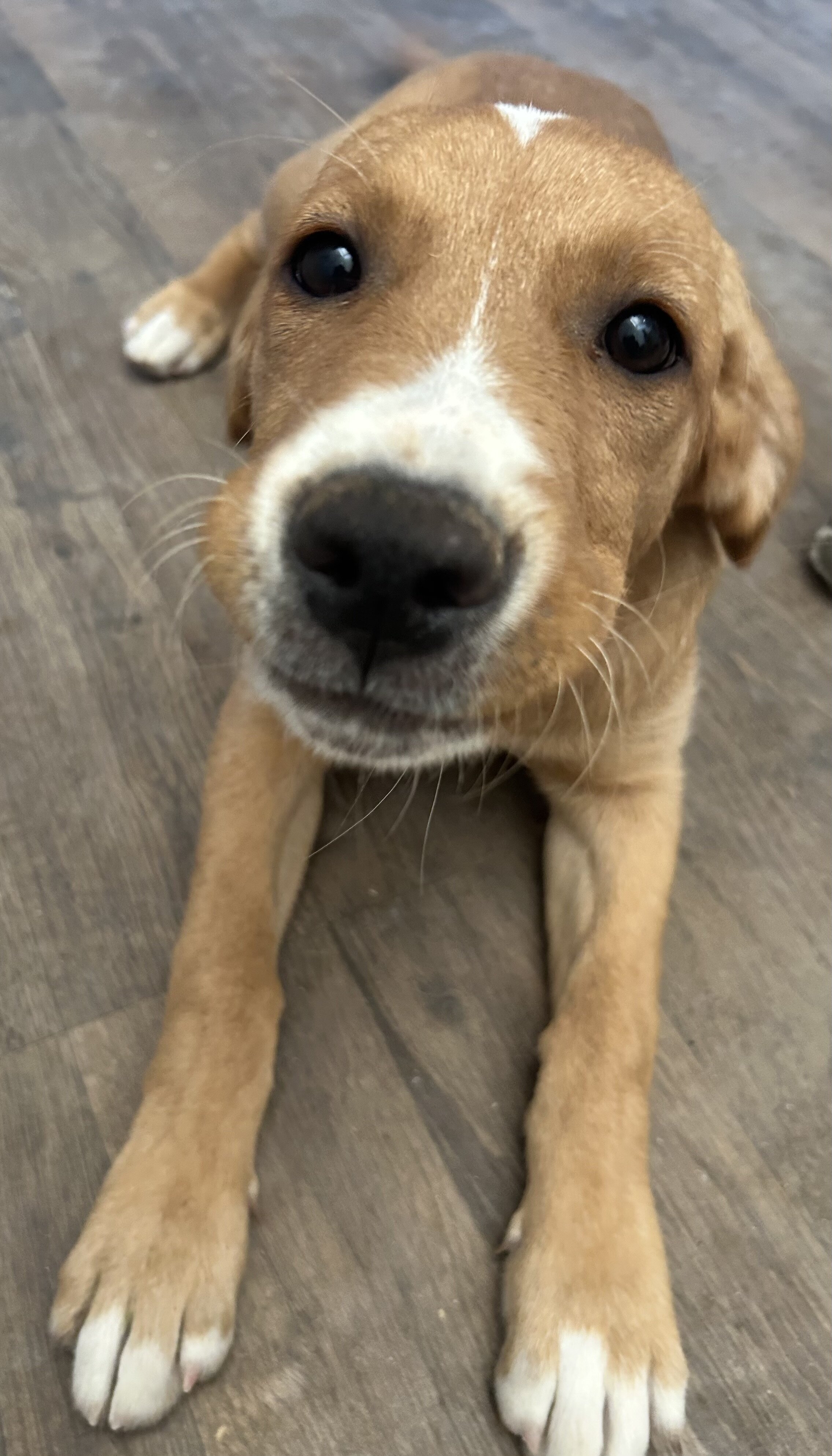 Golden Retriever/Alaska Husky Puppy image 7