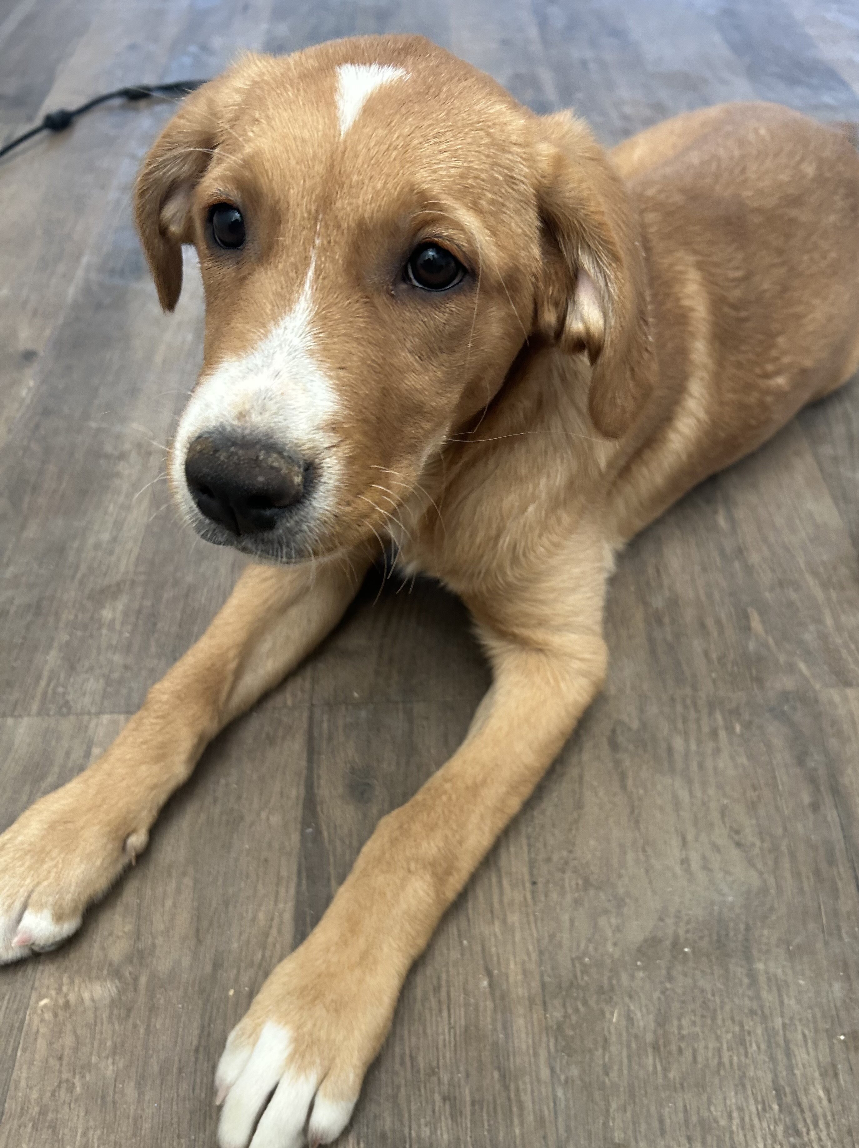 Golden Retriever/Alaska Husky Puppy image 4