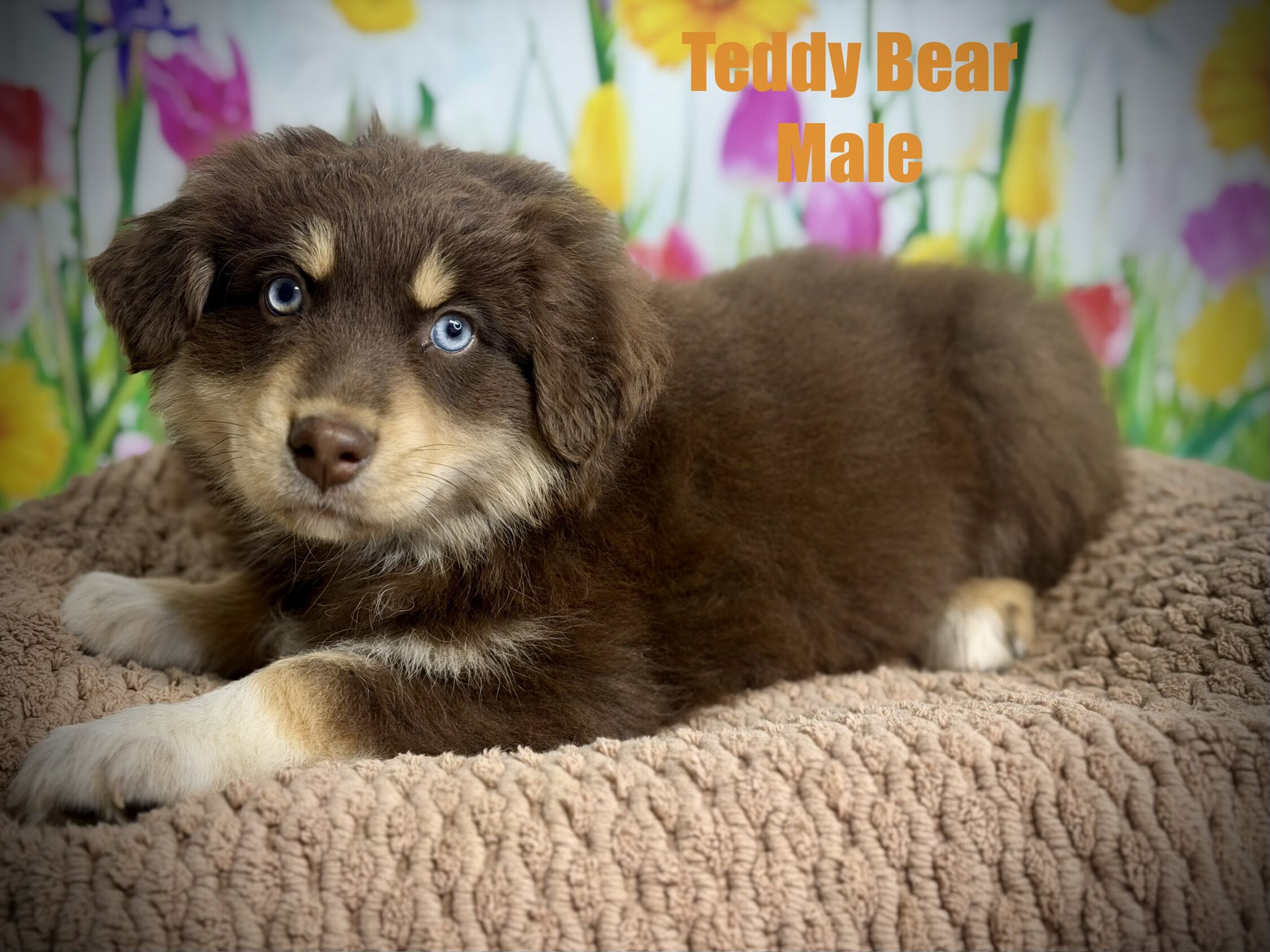 Standard AKC/ASCA registered Australian shepherds image 1