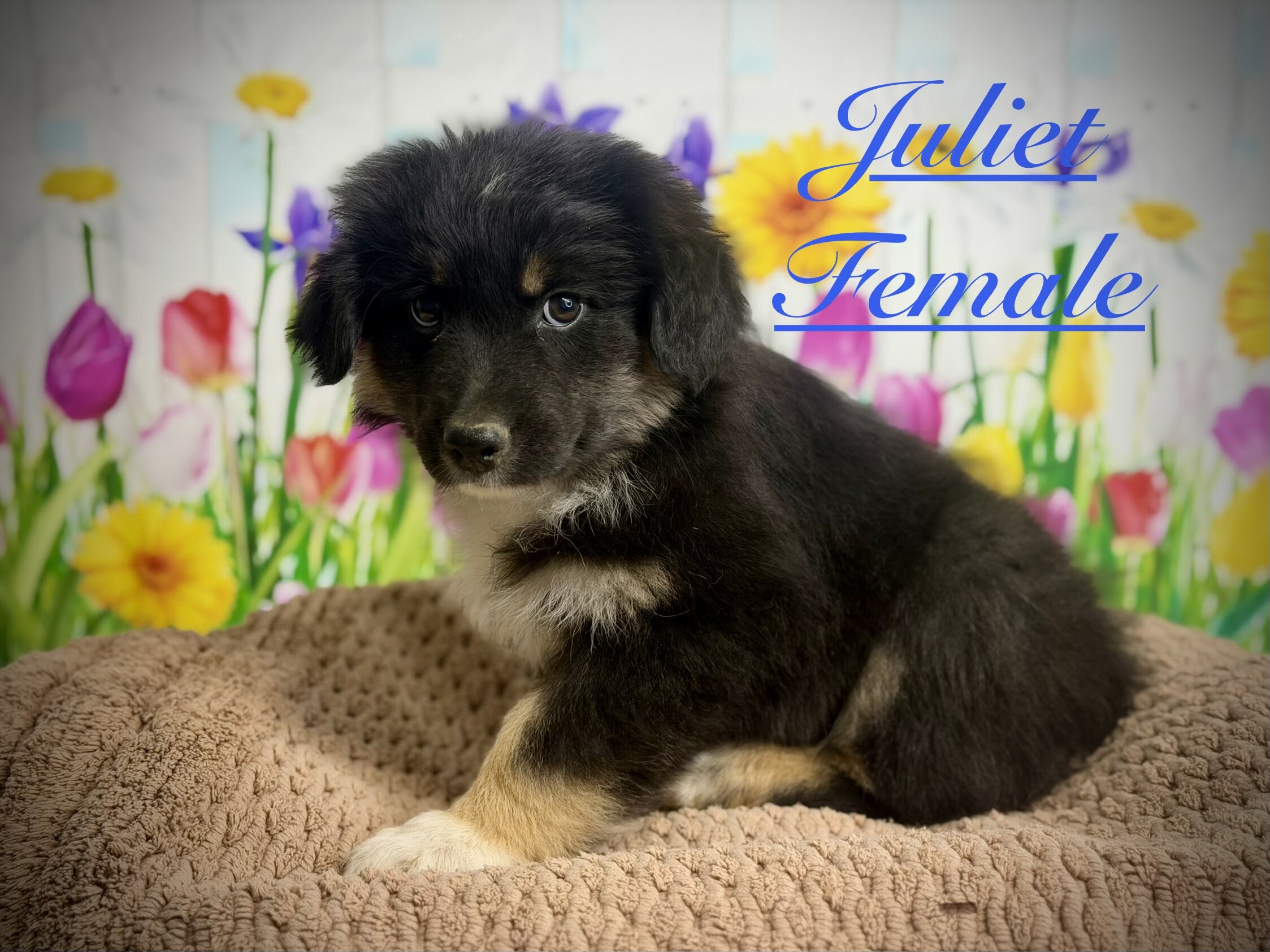 Standard AKC/ASCA registered Australian shepherds image 2