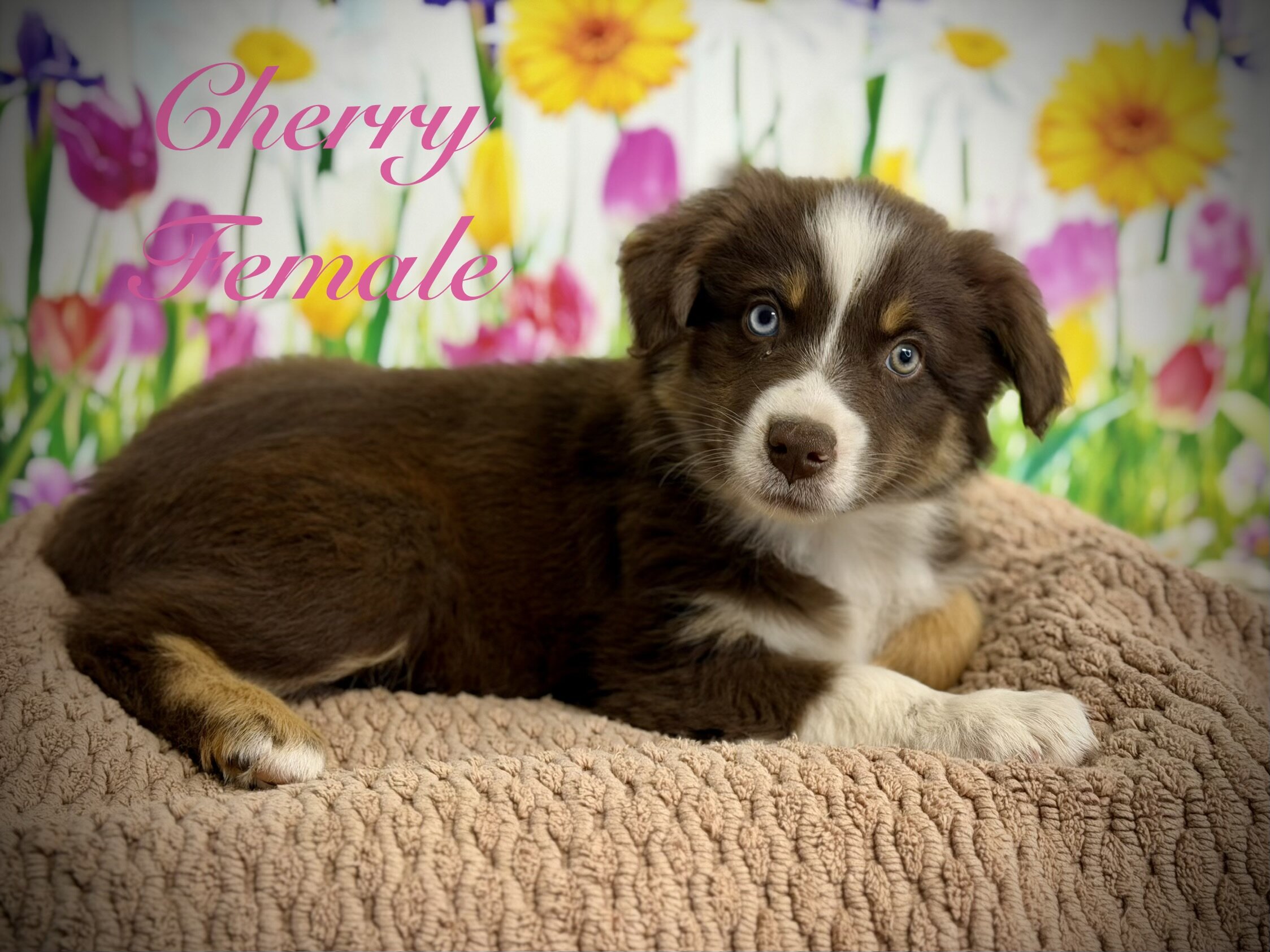 Standard AKC/ASCA registered Australian shepherds image 4