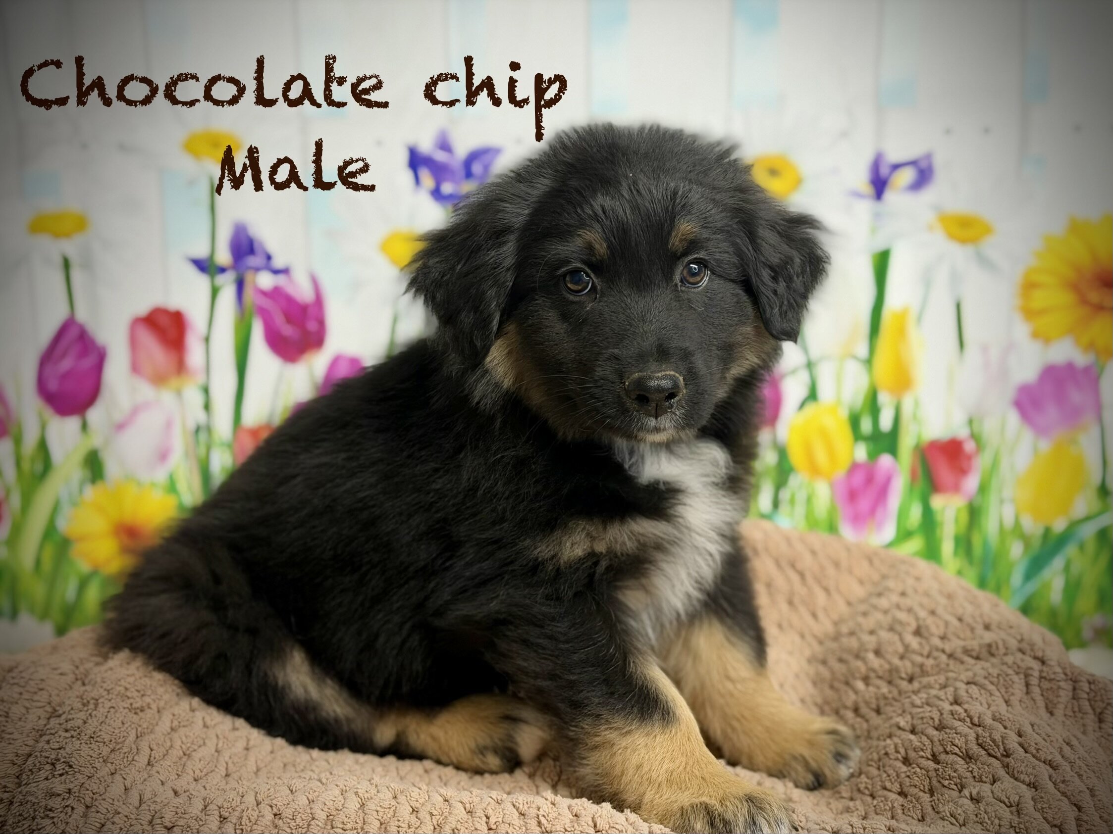 Standard AKC/ASCA registered Australian shepherds image 7