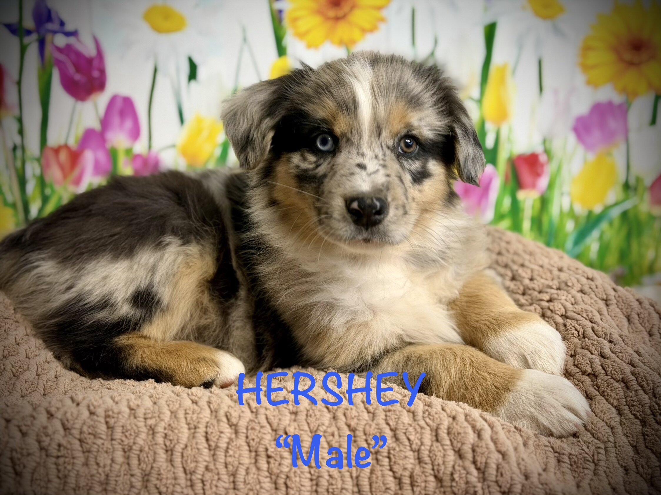 Standard AKC/ASCA registered Australian shepherds image 3