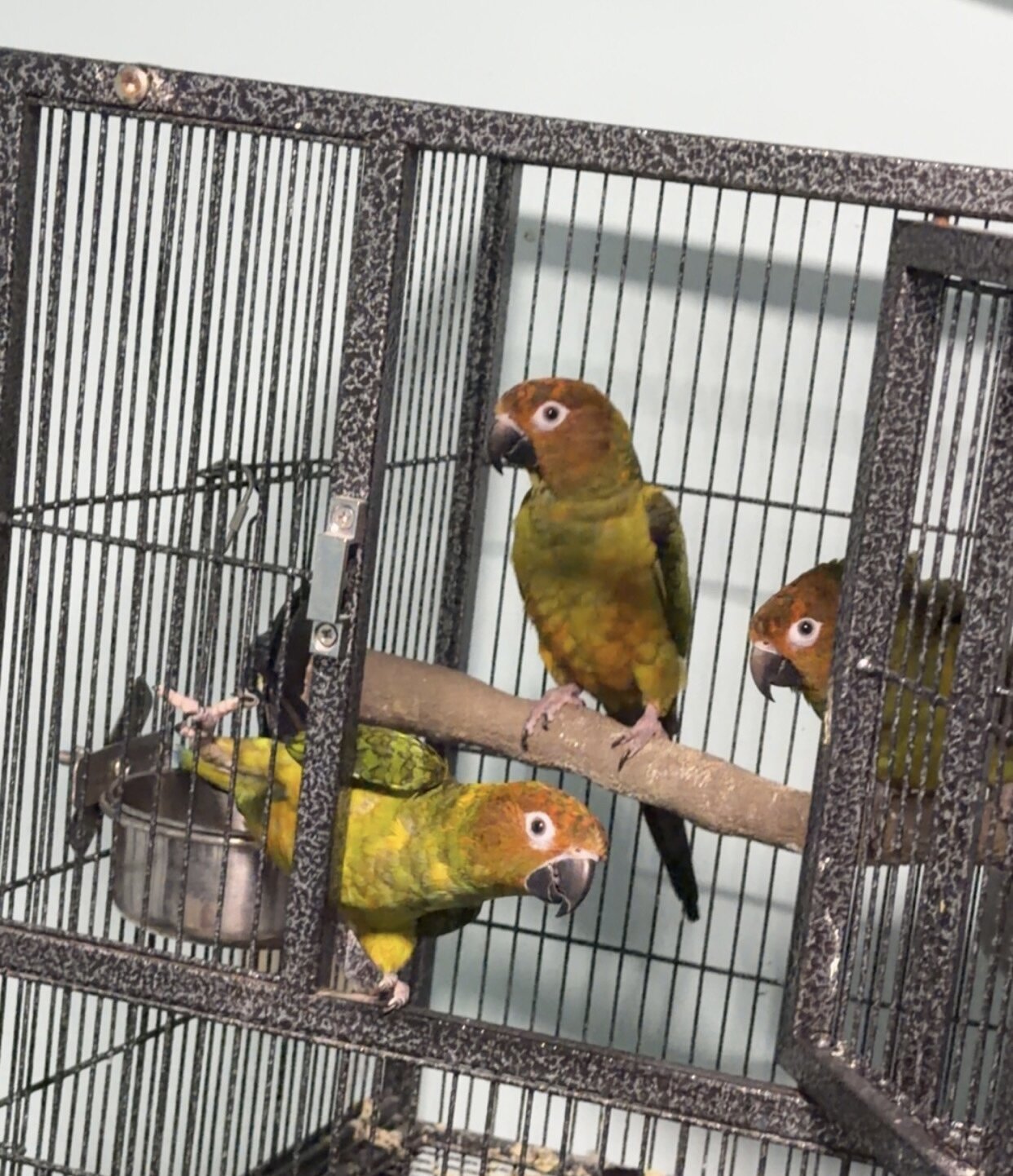 Conures image 1