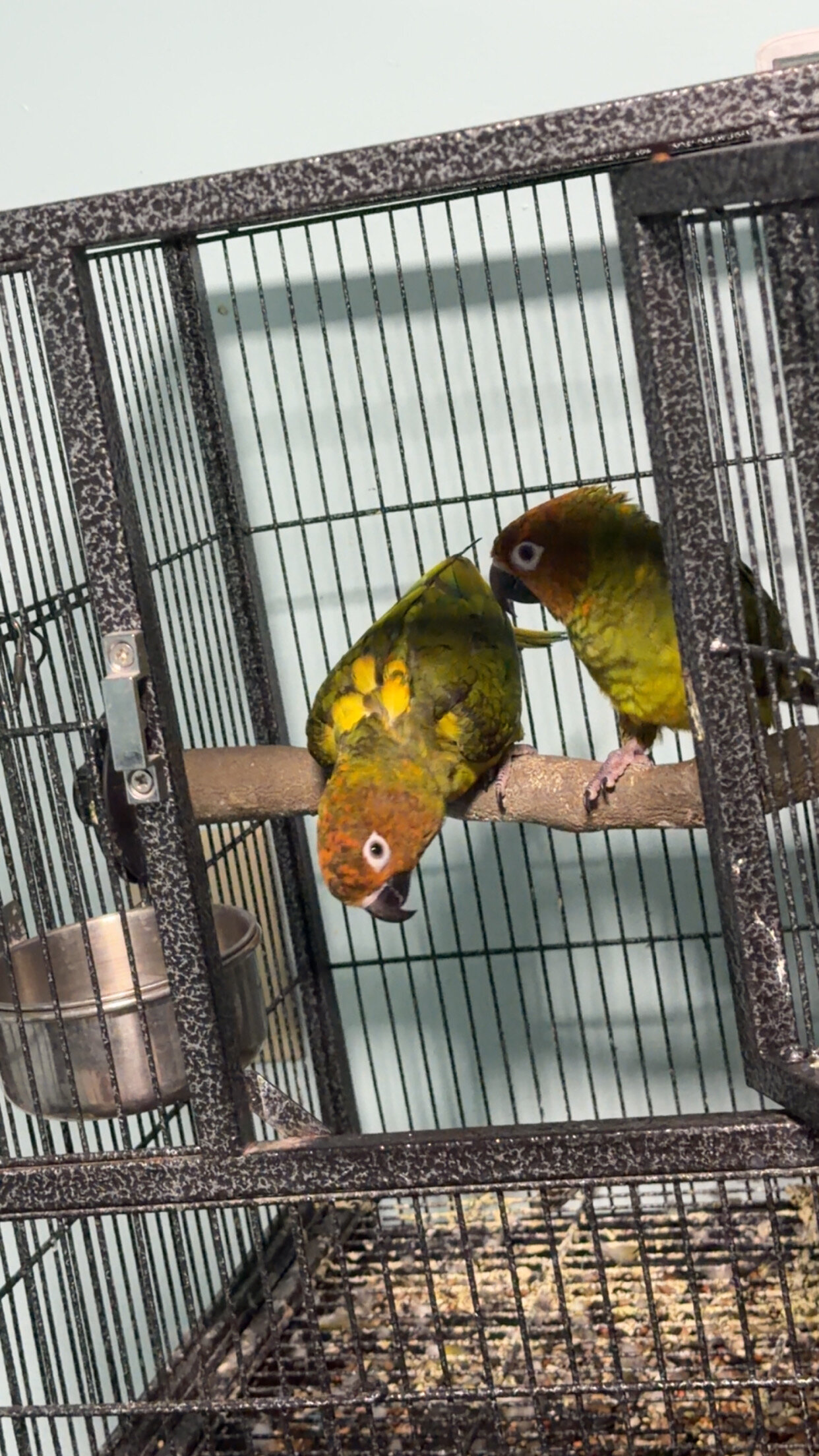 Conures image 2