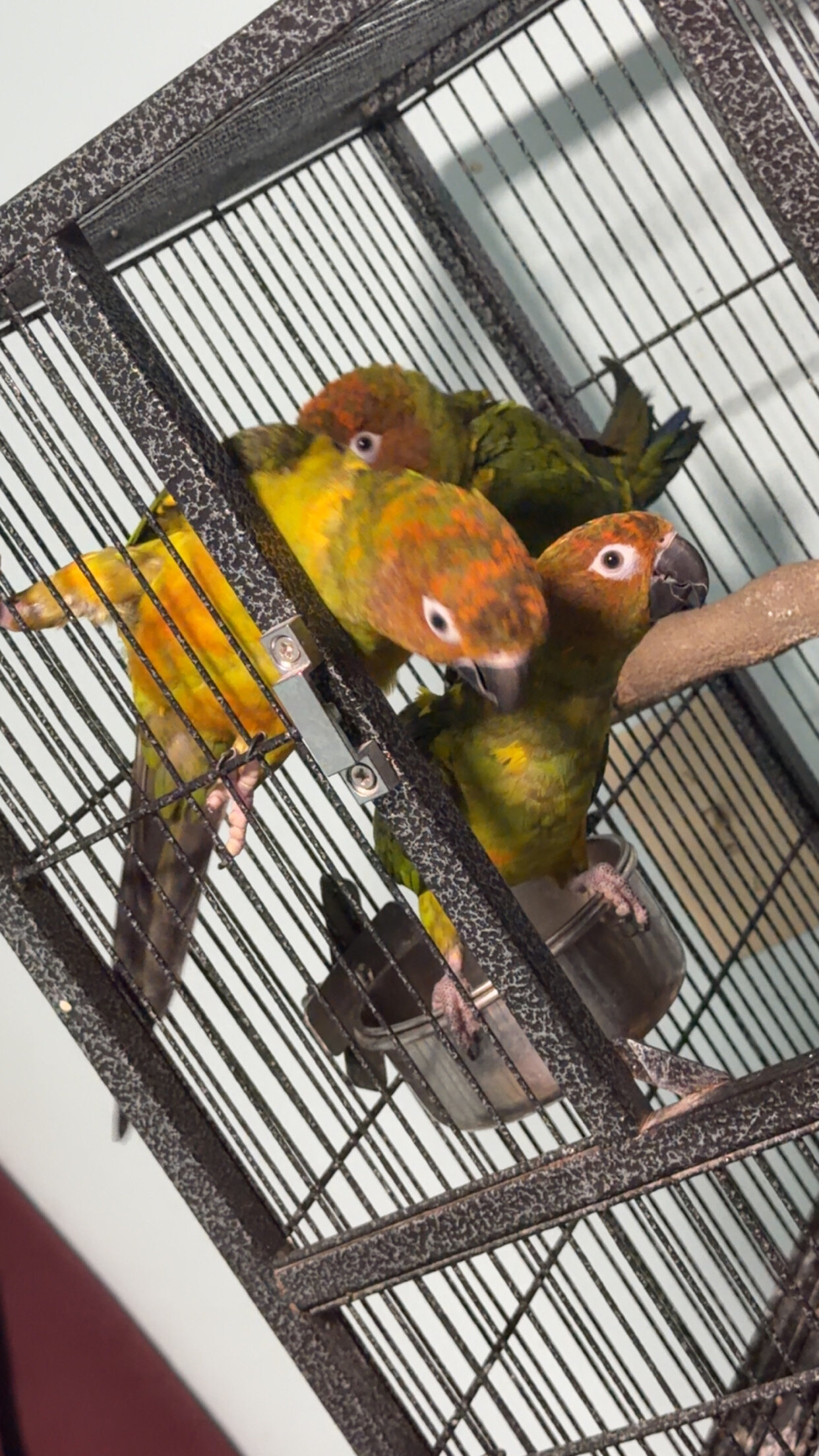 Conures image 3
