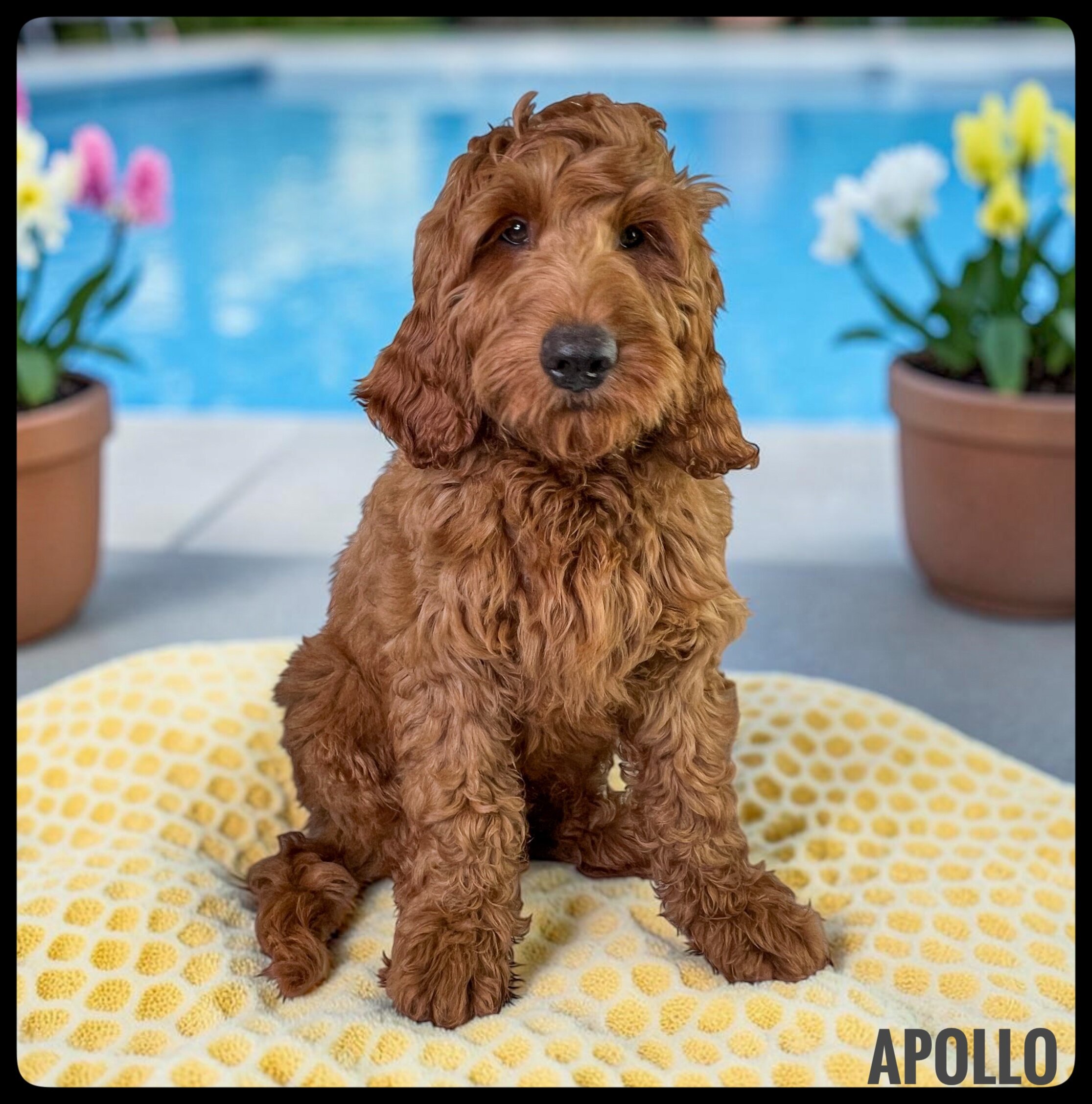 Apollo - F1b Goldendoodle image 1