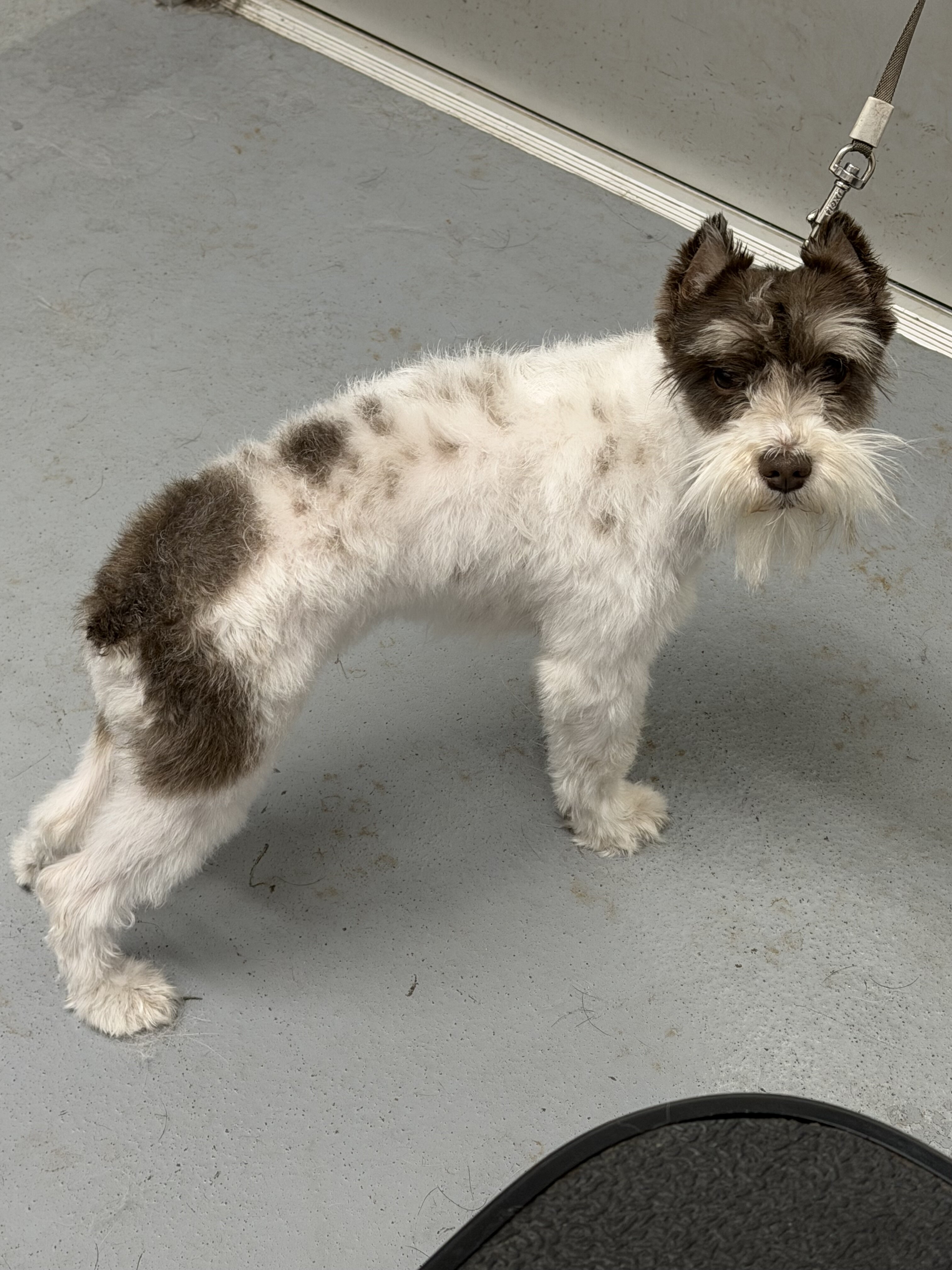Akc toy mini schnauzer image 3