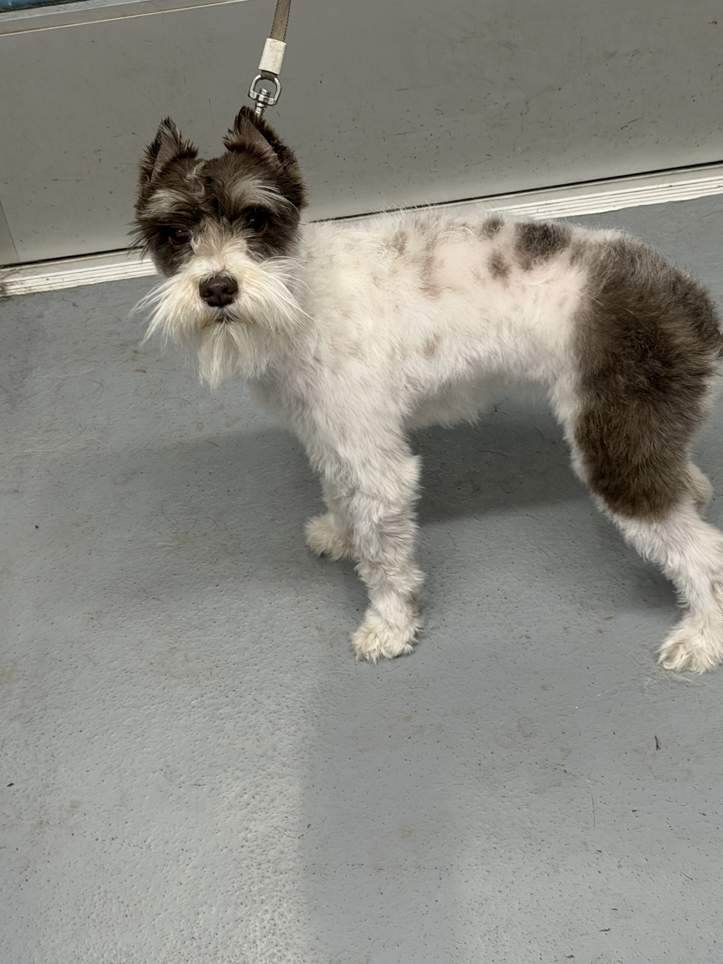 Akc toy mini schnauzer image 2