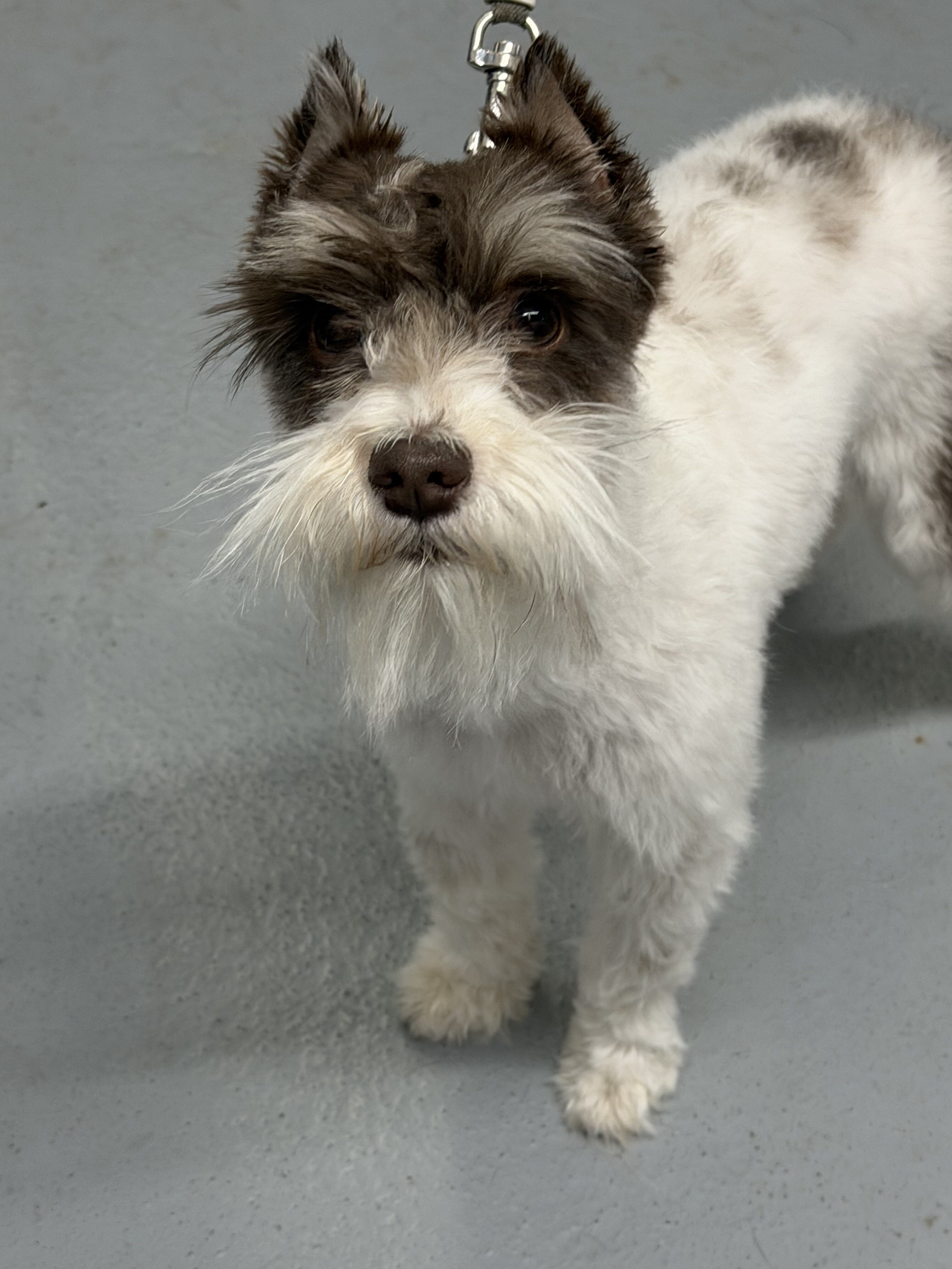 Akc toy mini schnauzer image 1