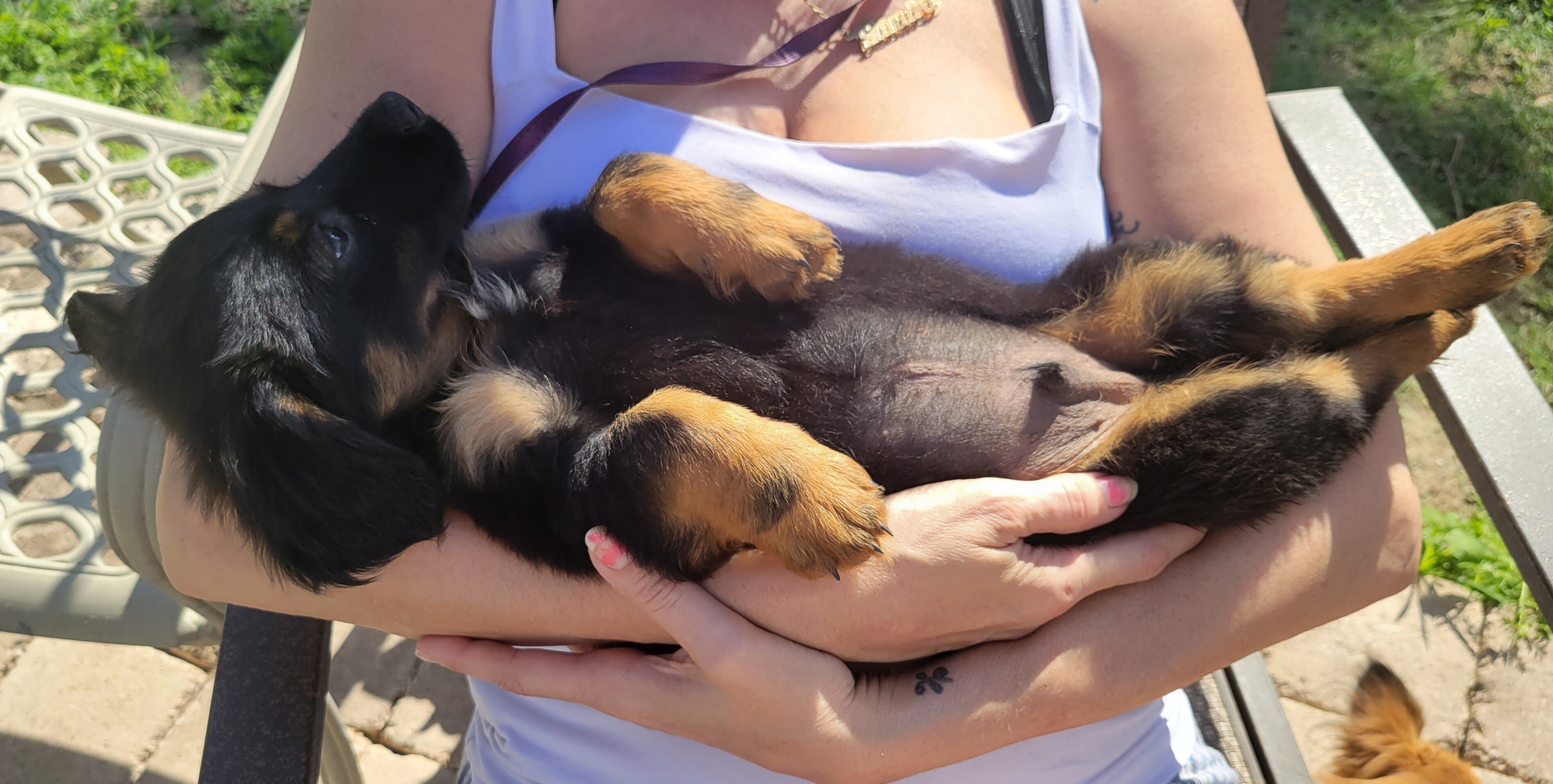 Adorable Male Chiweenie puppy 🐶 (Last One) image 8