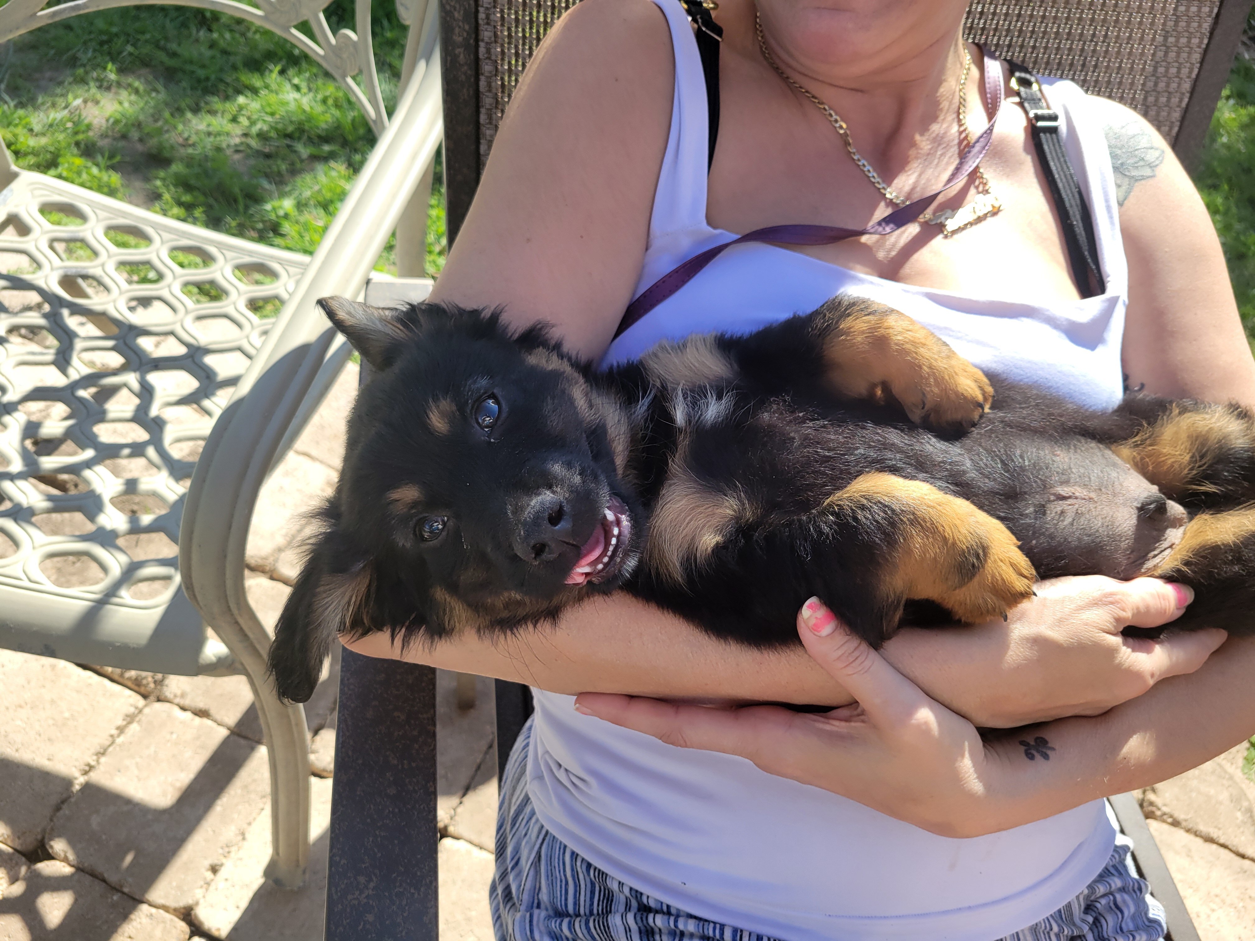 Adorable Male Chiweenie puppy 🐶 (Last One) image 9
