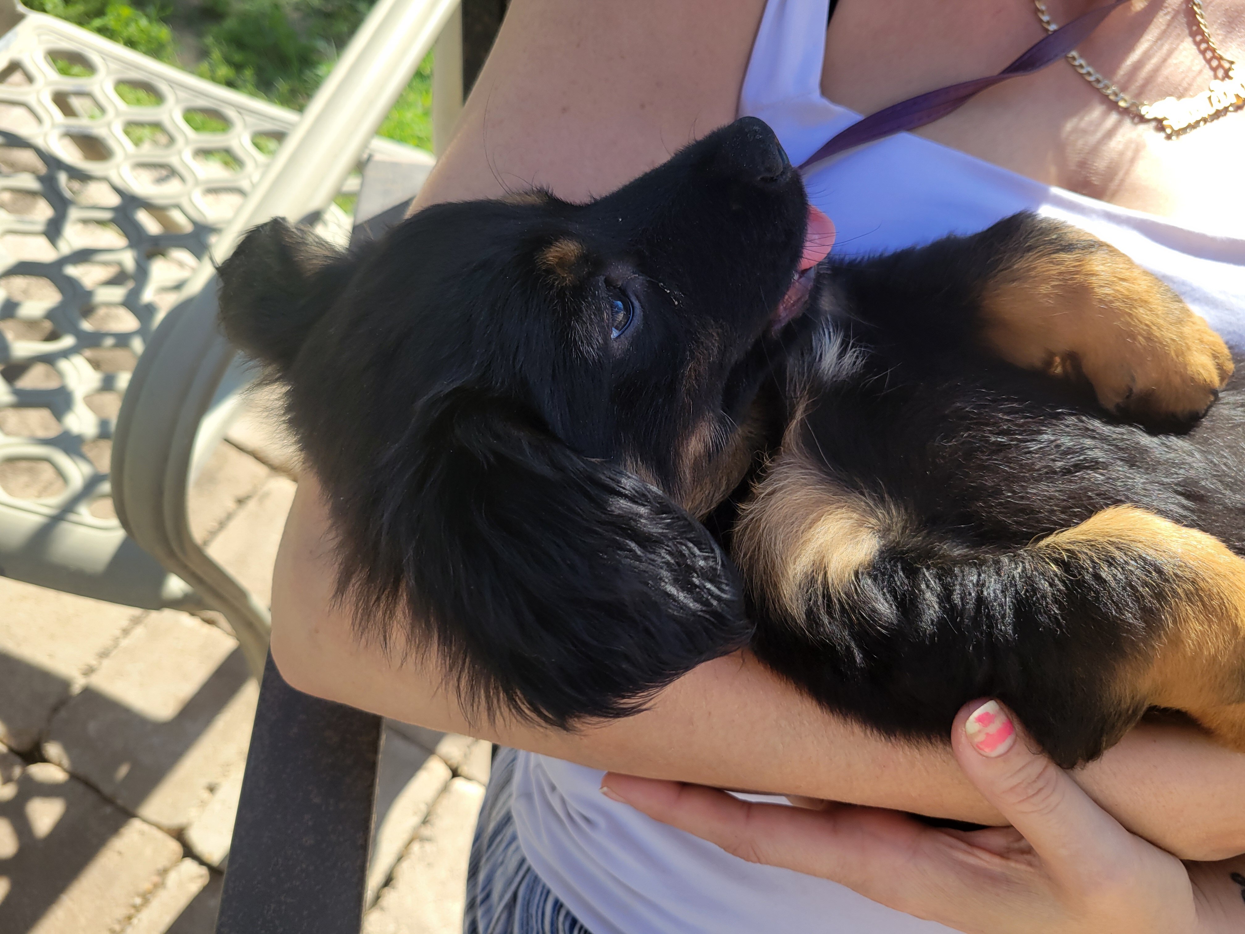 Adorable Male Chiweenie puppy 🐶 (Last One) image 10