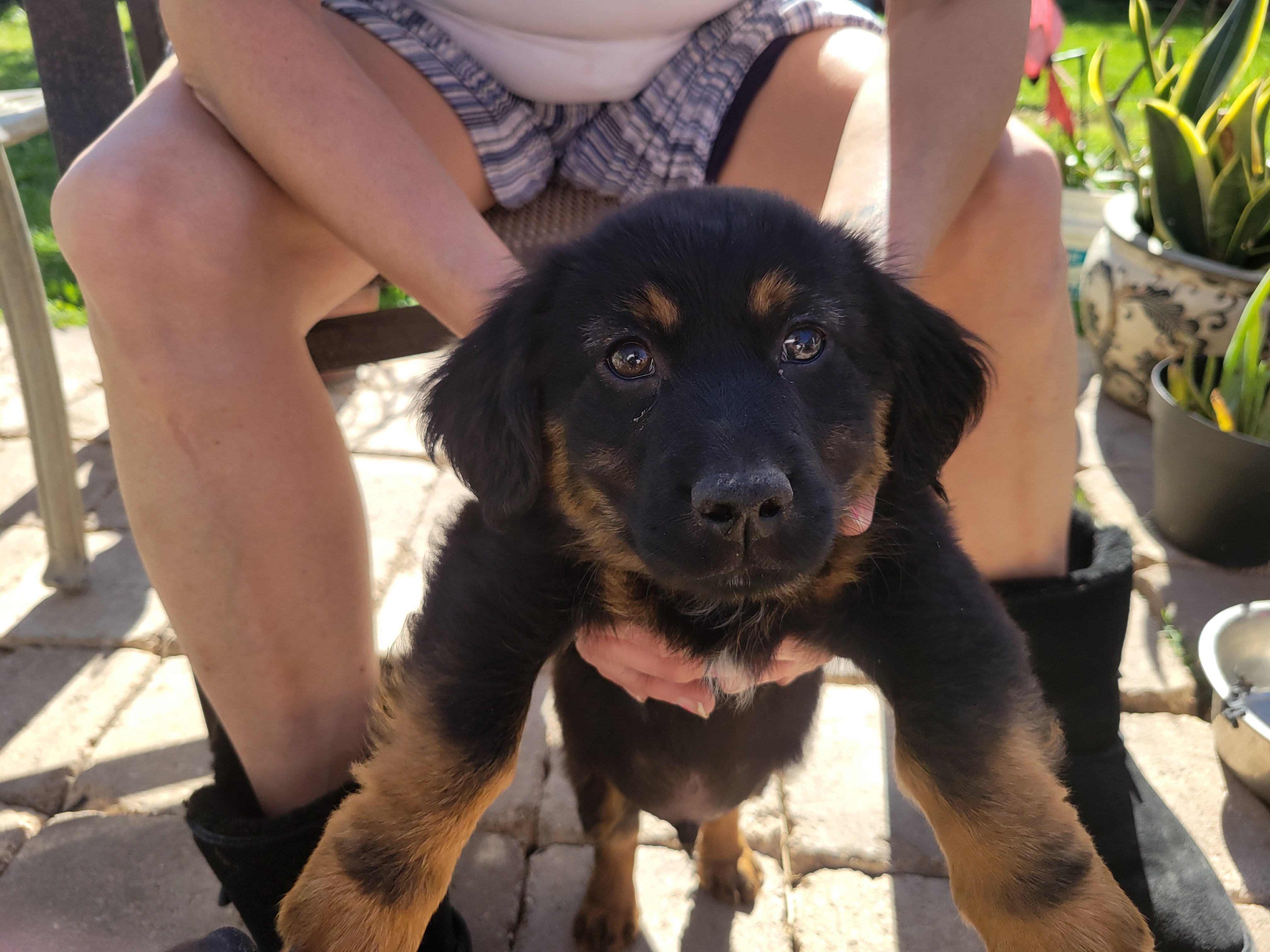 Adorable Male Chiweenie puppy 🐶 (Last One) image 7