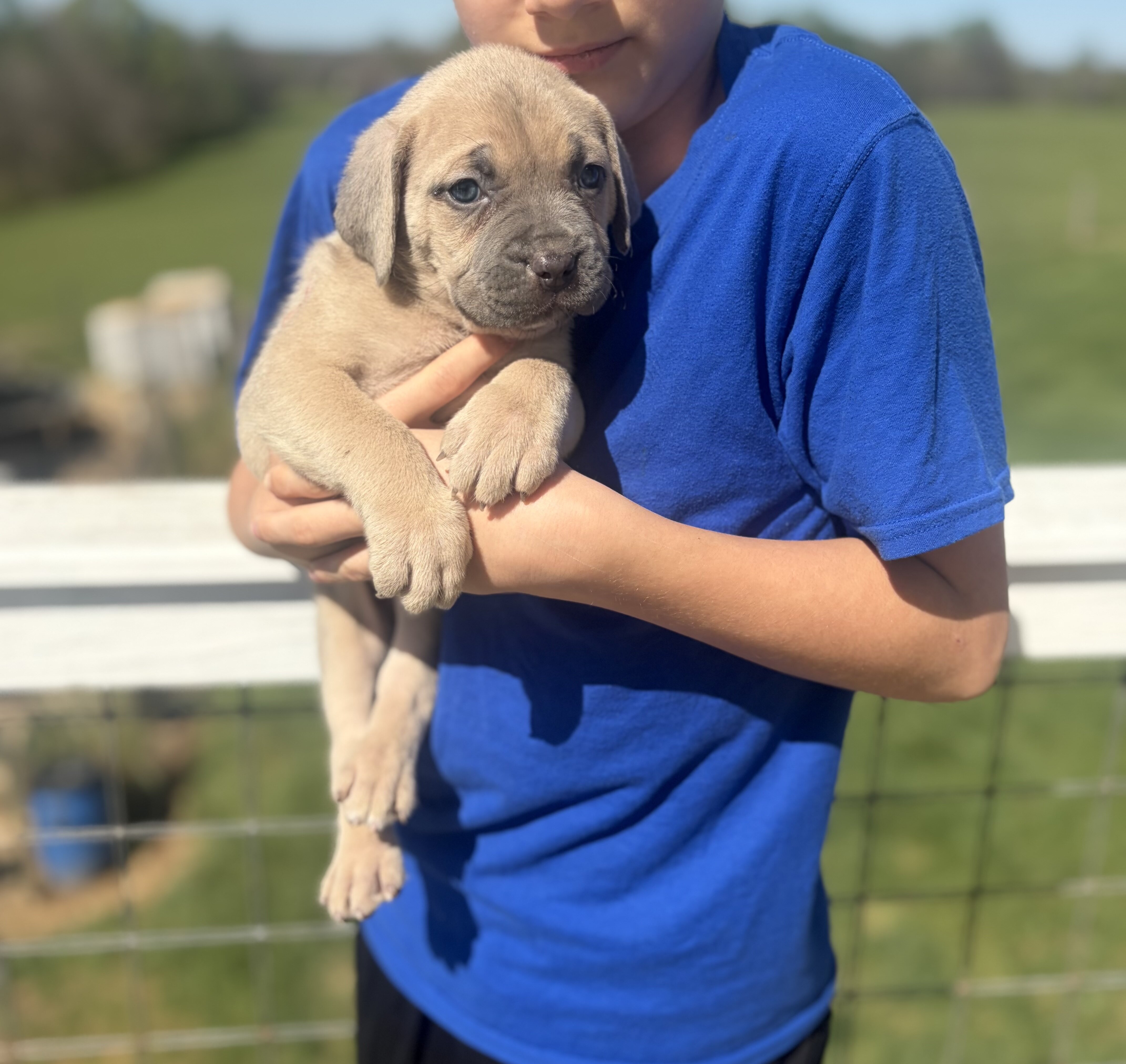 Cane corso babies image 7