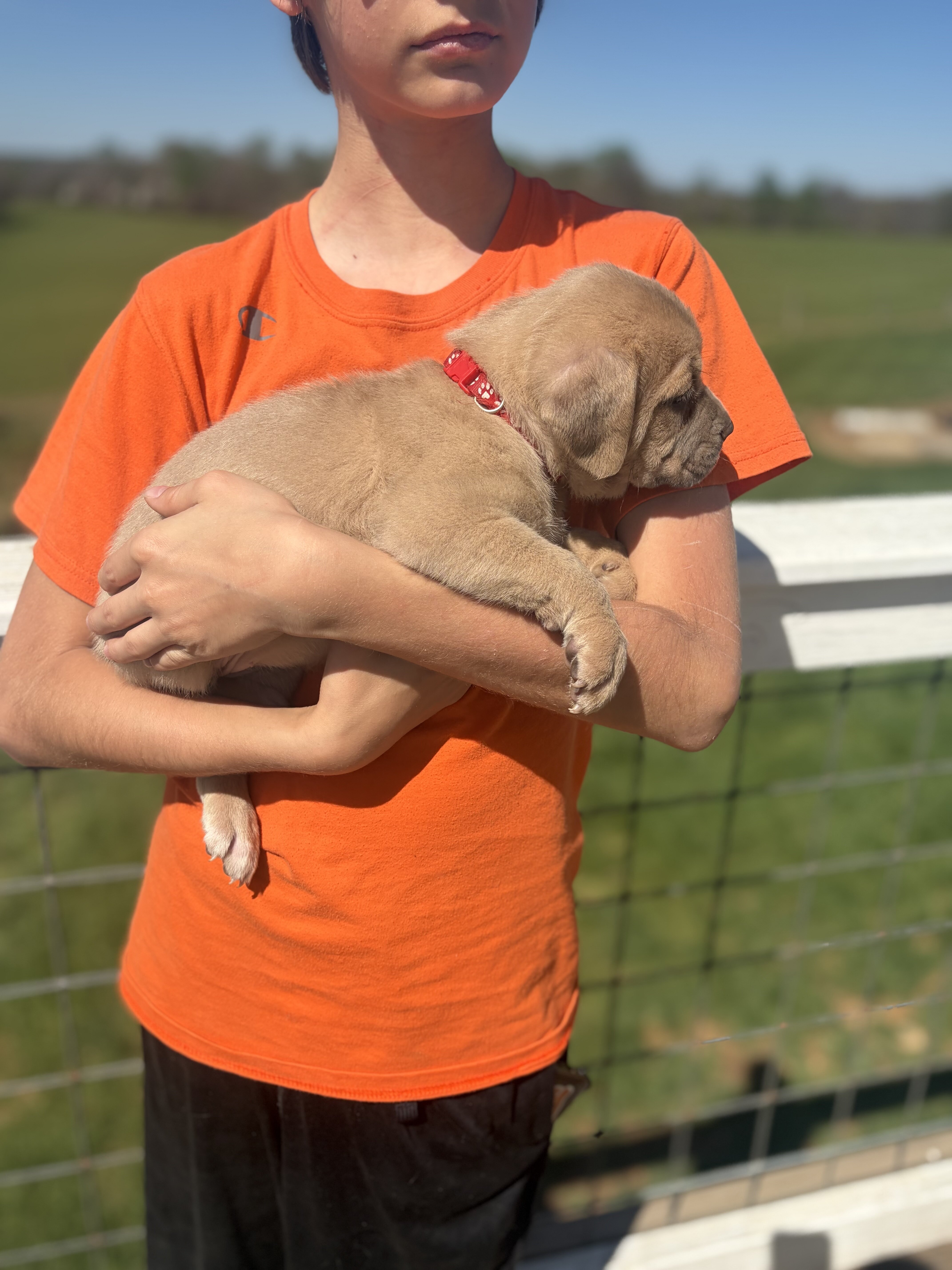 Cane corso babies image 6