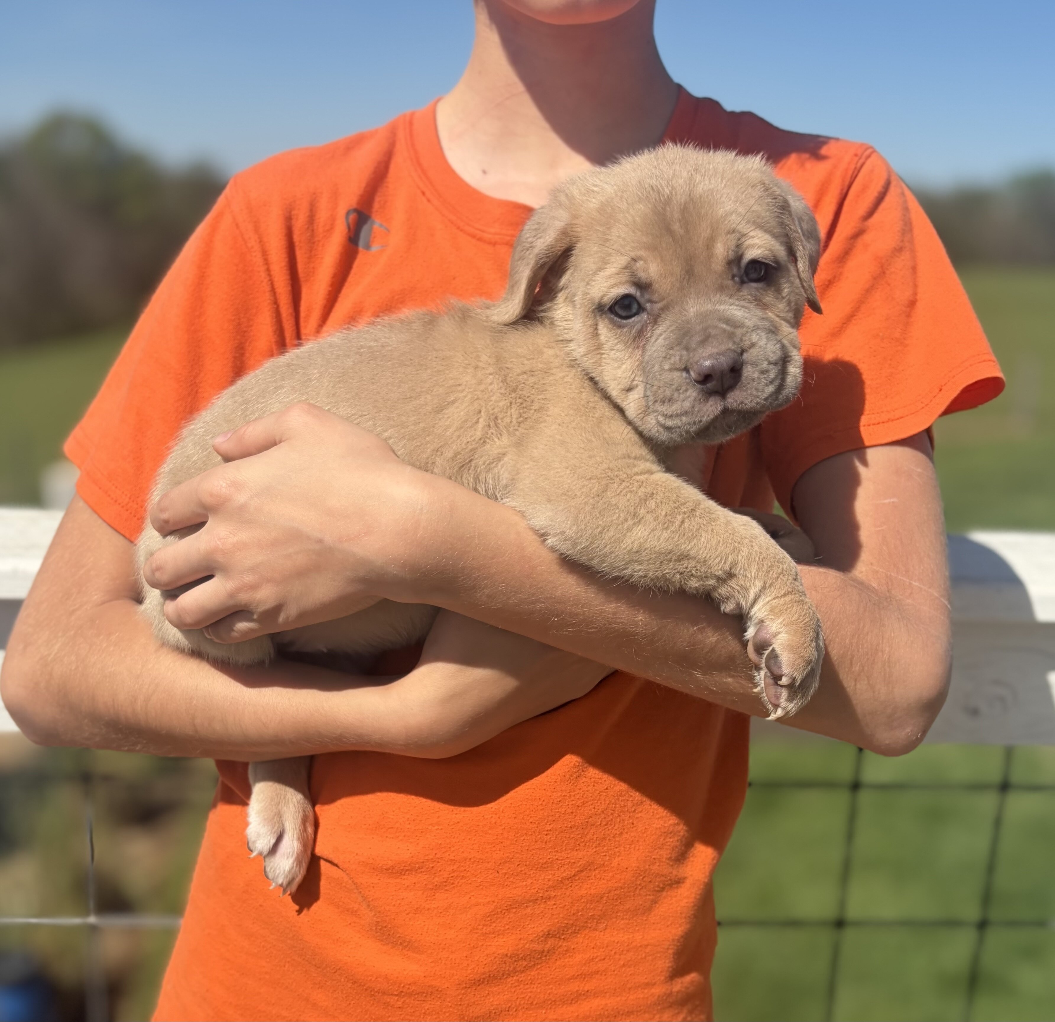 Cane corso babies image 5